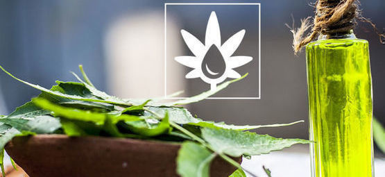 Jak používat neemový olej v pěstírně