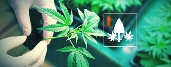 Co je monster cropping? Jednoduchý návod 