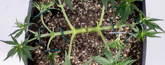 Jak mainlinovat konopí: Kompletní průvodce technikou manifoldu