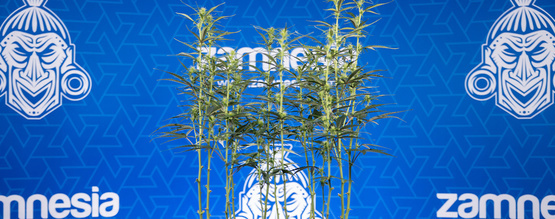 Defoliace konopí: Vše, co o ní potřebujete vědět