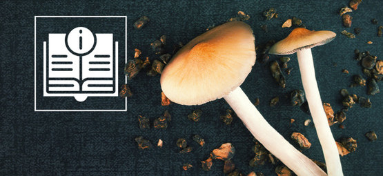 Informace o lysohlávkách a magických lanýžích