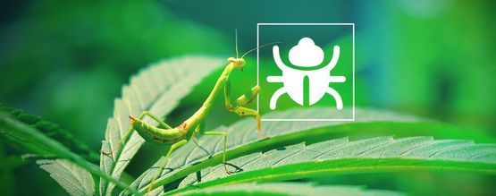 Otravný hmyz a brouci