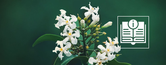 Voacanga africana: Vše, co potřebujete vědět