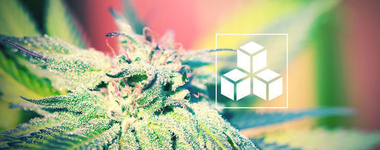 Význam cukrů při pěstování konopí