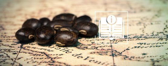 Sametové fazole: Vše, co potřebujete vědět