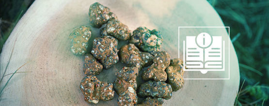 Vše, co potřebujete vědět o Magických lanýžích