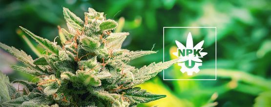 Potřebují samonakvétací rostliny živiny?