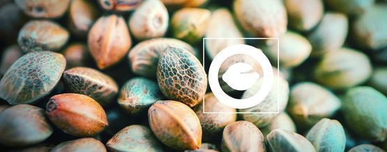 Co jsou regulérní semena konopí?