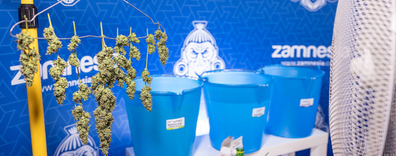 Mytí květů: Co to je a proč byste ho měli dělat?