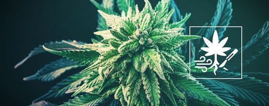 Jak zvýšit výnos konopí pomocí prořezávání kořenů