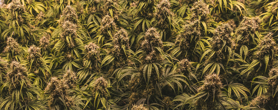 Tajemství metody SOG odhalena