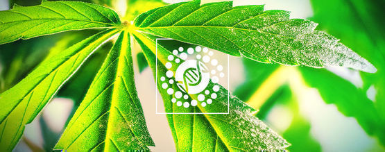 Vše o pylu a šlechtění konopí