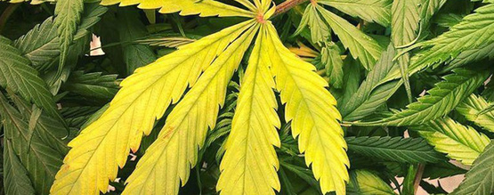 Nedostatek dusíku u rostlin konopí