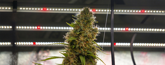 Světelné cykly pro Samonakvétací rostliny vysvětleny