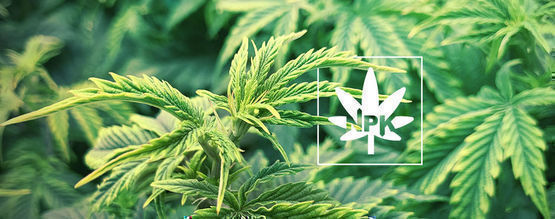 Vše o pohyblivých a nepohyblivých živinách v rostlinách