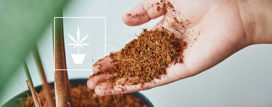 Vše, co potřebujete vědět o pěstování konopí v kokosové drti