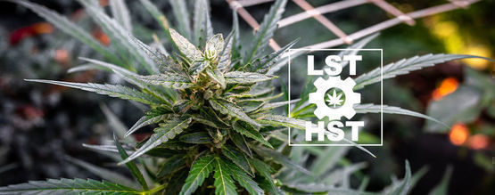 Jak trénovat samonakvétací konopí