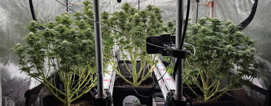 Mezikanopové osvětlení u konopí: Ano, nebo ne?