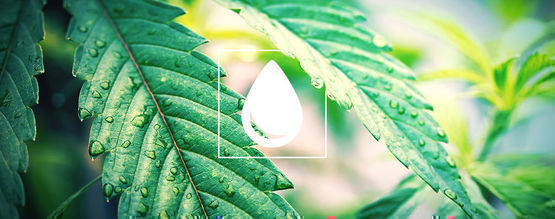 Jak správně zalévat rostliny konopí