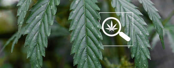 Bílé skvrny na listech konopí