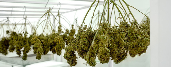 Jak správně sušit konopí