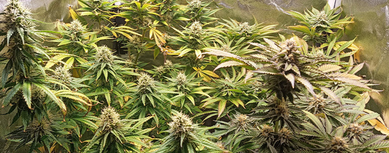 pH u konopí: Jak ho správně změřit a upravit