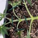 Jak mainlinovat konop&iacute;: Kompletn&iacute; průvodce technikou manifoldu