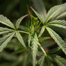 Co je cannabis ruderalis?