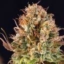 Kdy skl&iacute;zet rostliny konop&iacute;