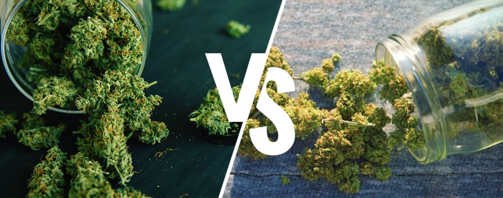Indoor Vs Outdoor Weed: Which Is Better?