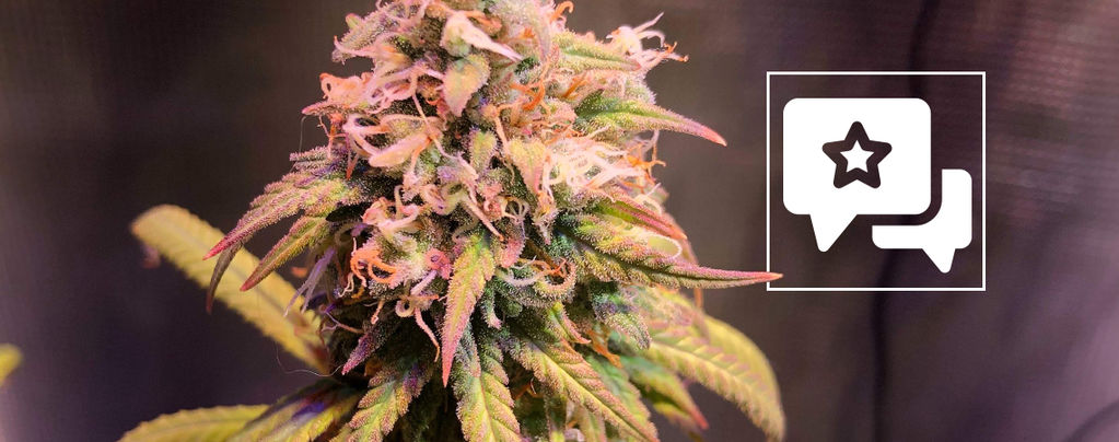 Recenze odrůdy: Shining Silver Haze (Royal Queen Seeds)