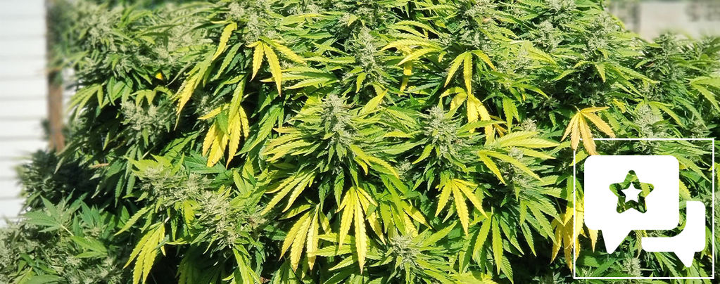 Recenze odrůdy: Critical Kush