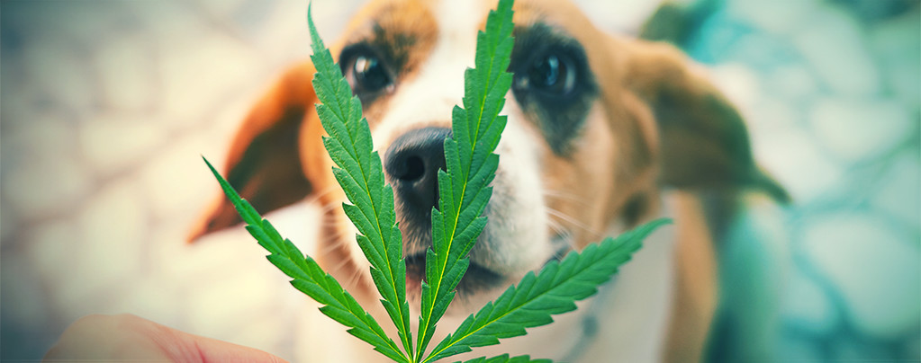 Pets & Weed
