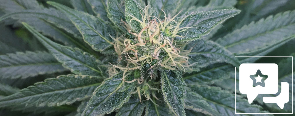 Recenze odrůdy: Royal Medic od Royal Queen Seeds