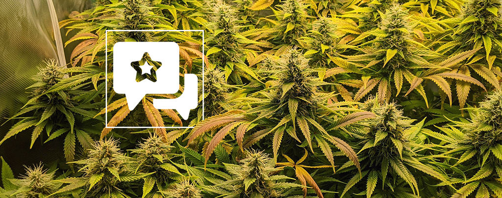 Recenze odrůdy: The Church od Green House Seeds