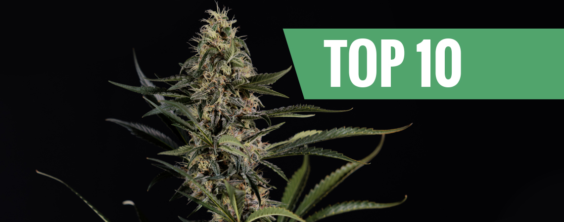 Top 10 strongest and most potent cannabis strains