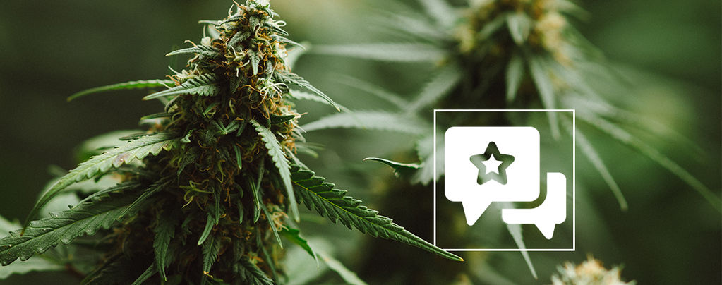 Recenze odrůdy konopí: Power Plant