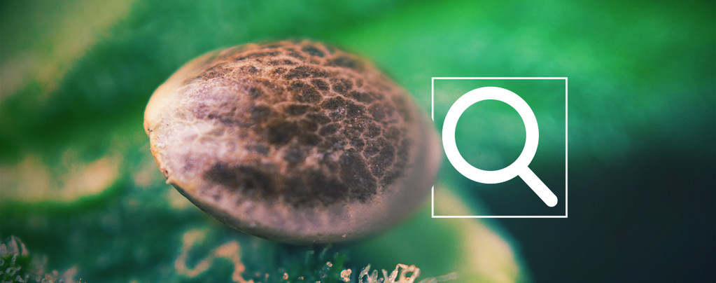 Choosing Cannabis Seeds