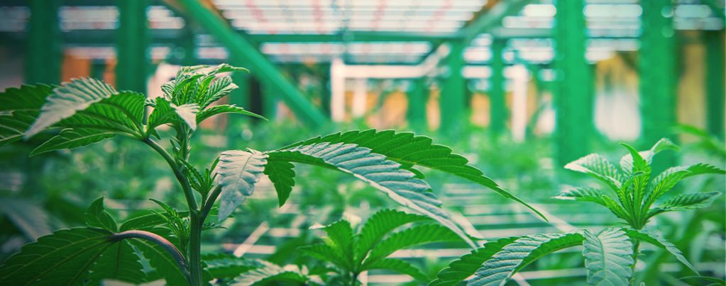 How Vertical Cannabis Growing Works