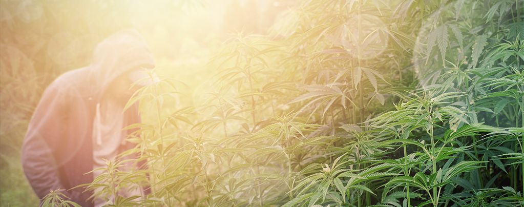 Cannabis Strains For Guerrilla Growing