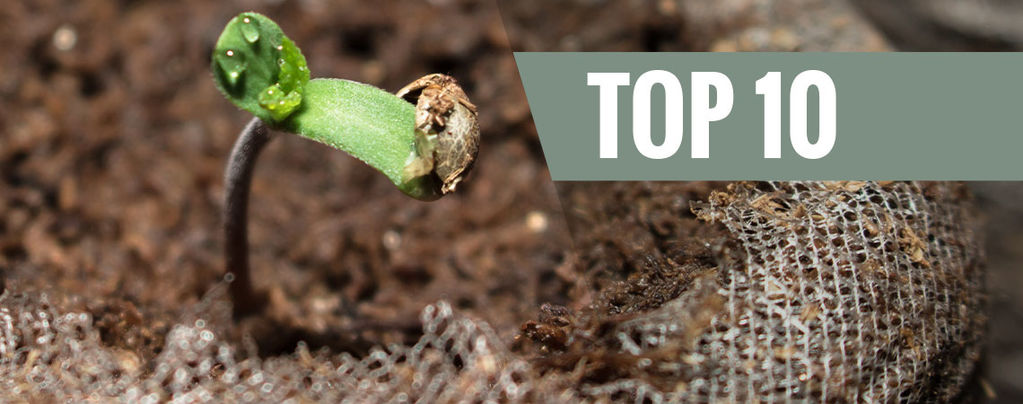 Easy Cannabis Strains