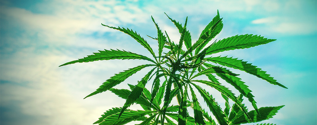 Cannabis Warm Climate