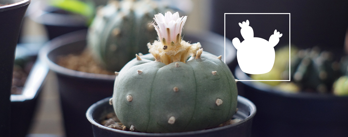 Lophophora decipiens: a faster-growing peyote