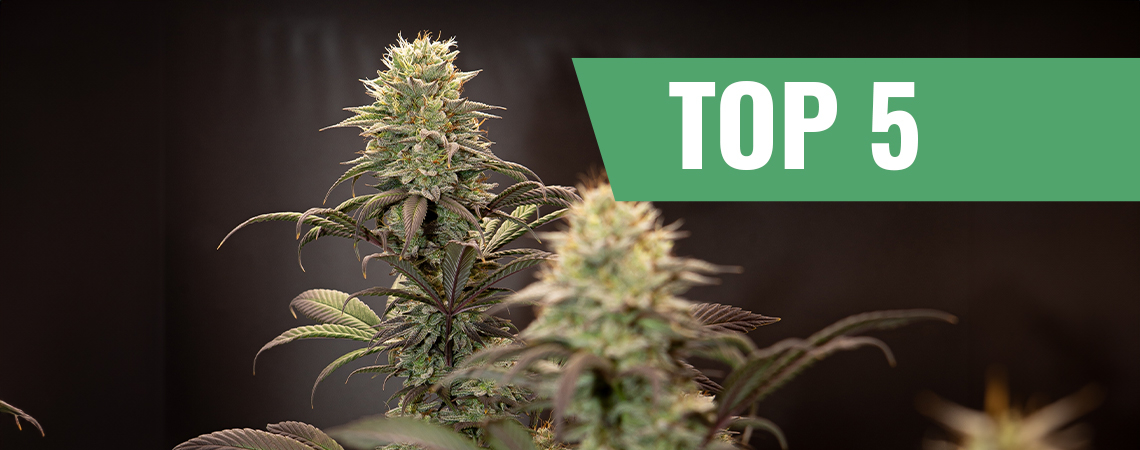 Top 5 high-yielding autoflowering strains