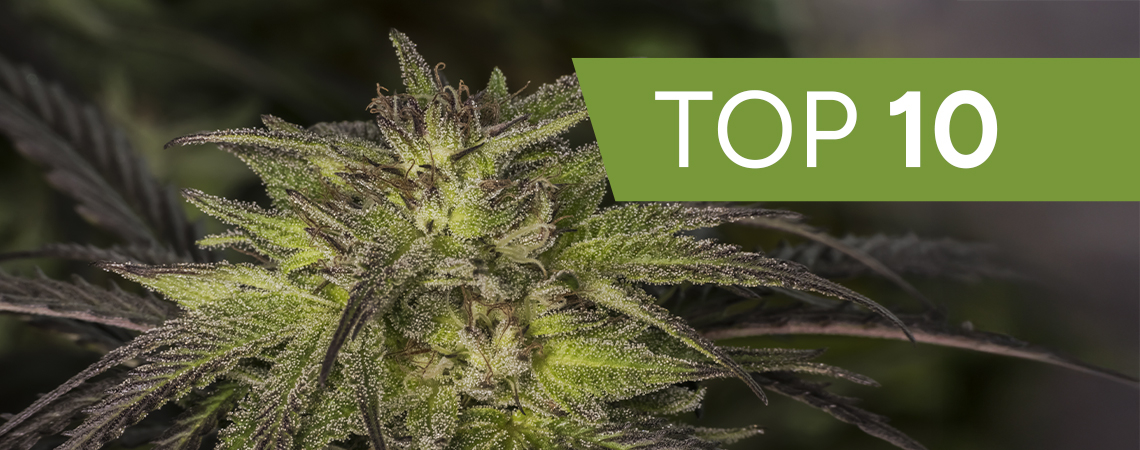 Top 10 hybrid cannabis strains