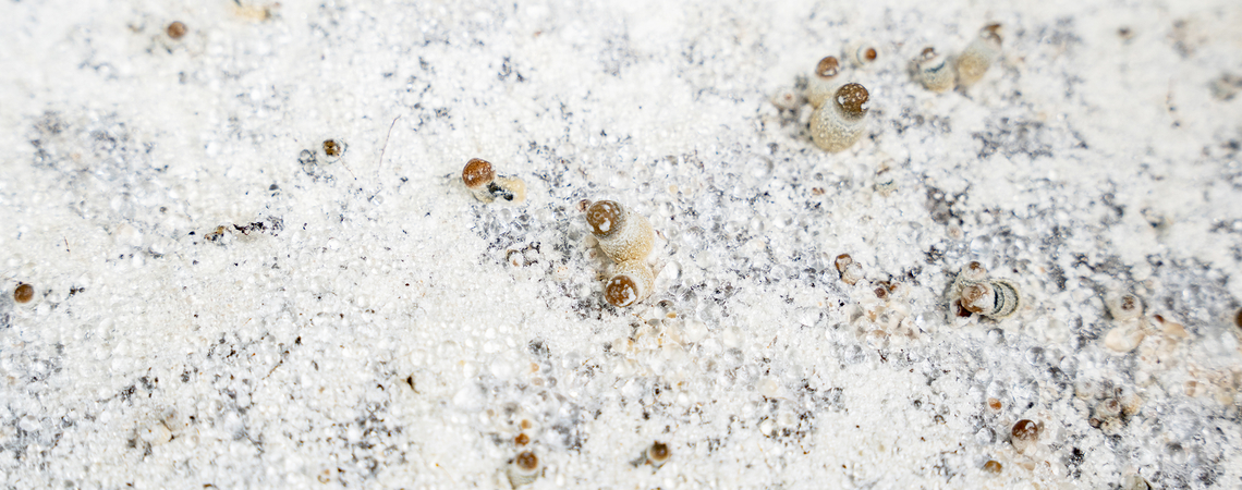 What is mycelium?
