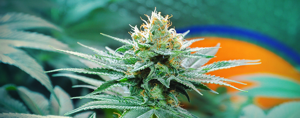 Origin Of Amnesia Cannabis