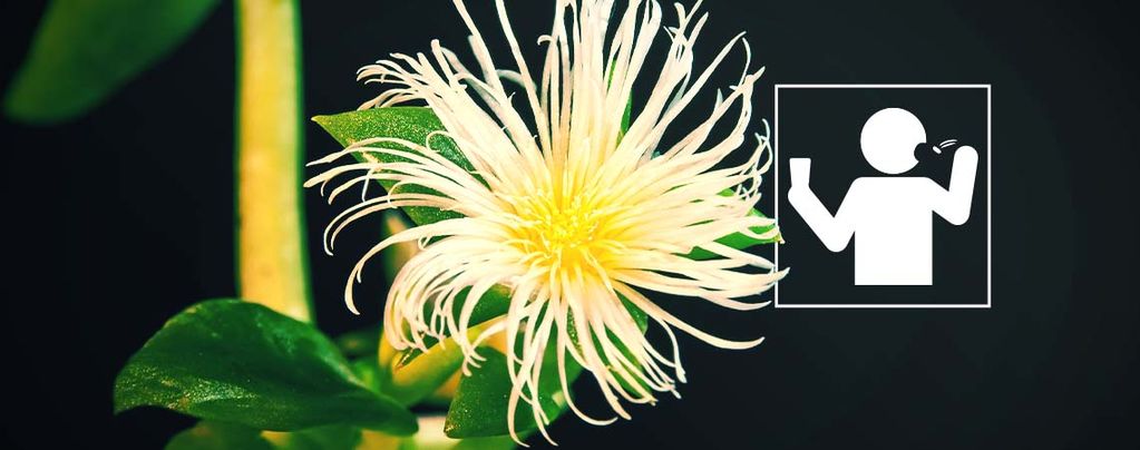 Jakým způsobem je nejlepší užívat kannu?