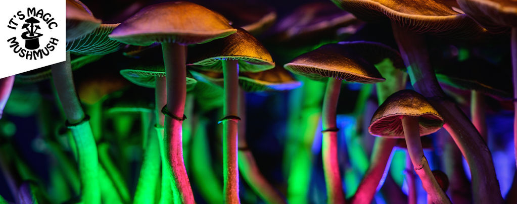 Zamnesia Grow Kit 'Treasure Coast'