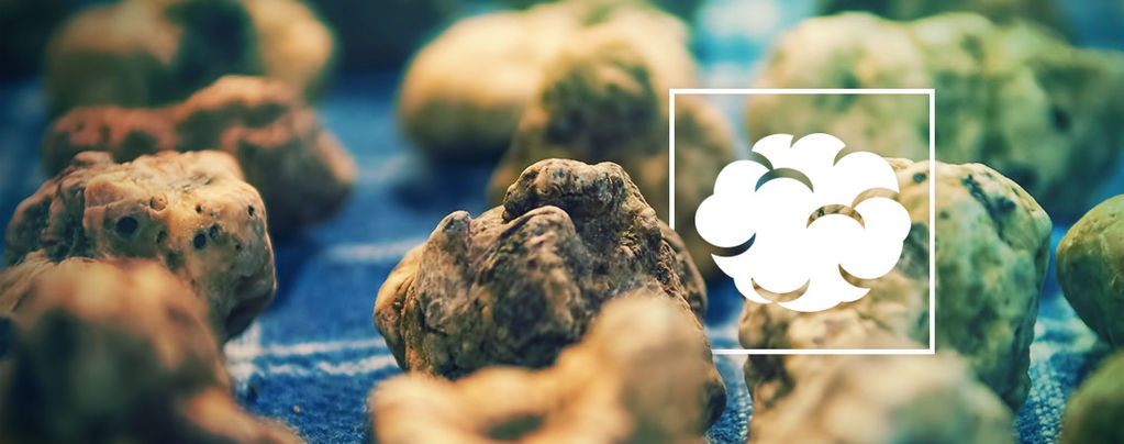 Psilocybe Galindoi: Flesh Of The Gods